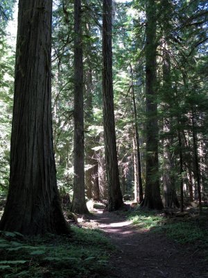 Giant trees along new PCT