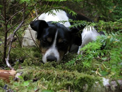 Kelly snoozes on the moss covered log