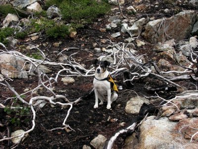 Kelly the Jumping Jack Russell