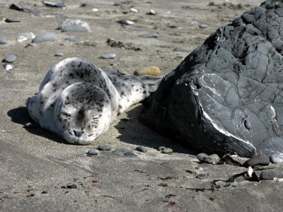 Seal pup on Brookings beach