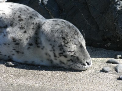 Seal pup on Brookings beach