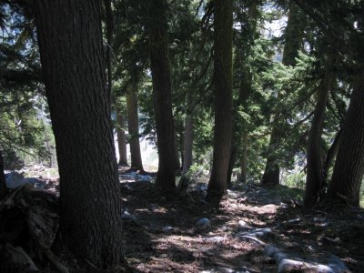 IMG_7054pb.jpg Hanging Forest