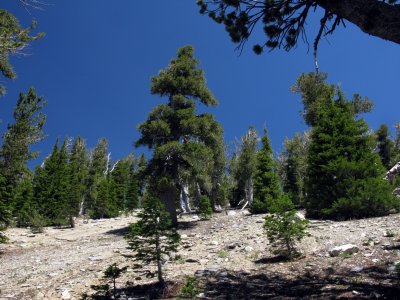 IMG_7180pb.jpg Foxtails stand on Thompson Peak