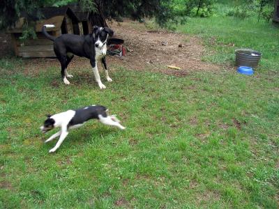 Kelly zooms while Bella watches