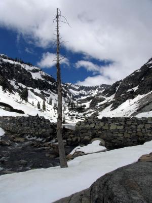 Dead tree near outlet of Emerald Lake