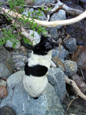 Pika on the Right Hand fork of Salmon river