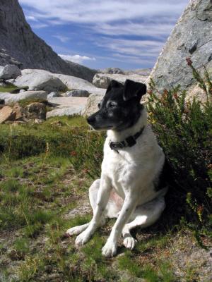 Pika at rest on Mt Gemini