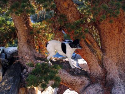 Pika climbs another tree in the Sierra