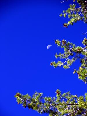 Moon, sky, tree