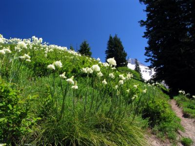 Beargrass in bloom