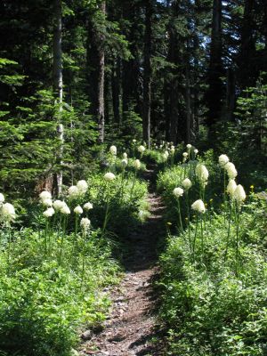 Beargrass and the PCT