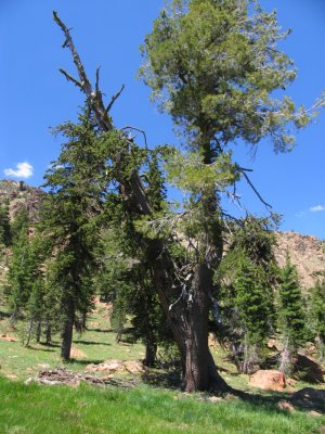 Cupboard tree in the Alps