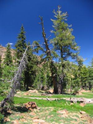 Cupboard tree in the Alps near Bob's tarn