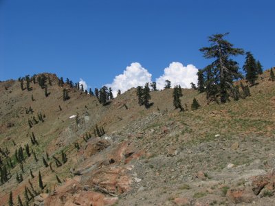 Foxtail pines on ridgeline eastside of Middle Boulder lake