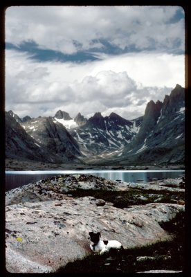 Titcomb Basin  and Pika dog resting in camp