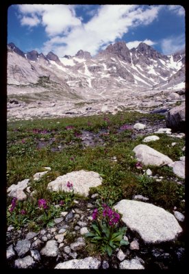 Titcomb Basin upper valley meadow flowers