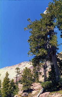 Josiah climbs a whitebark pine on Mt Shasta