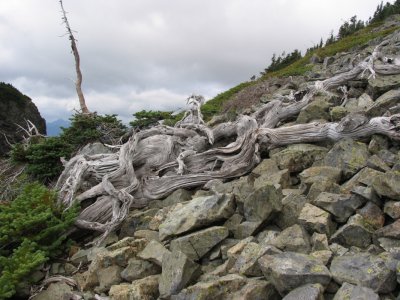 Old tree bones on Chikamin ridge