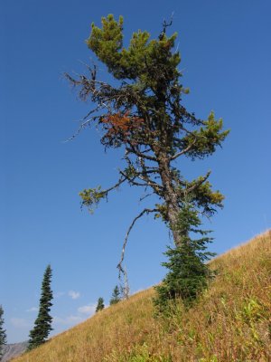 White bark pine with blister rust