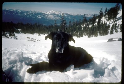Toledo snow dog