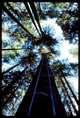 Tree Climbing Shasta-Trintiy, ladders to the moon!