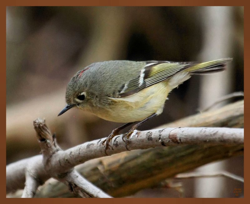 ruby-crowned kinglet-3-22-11-619b.JPG