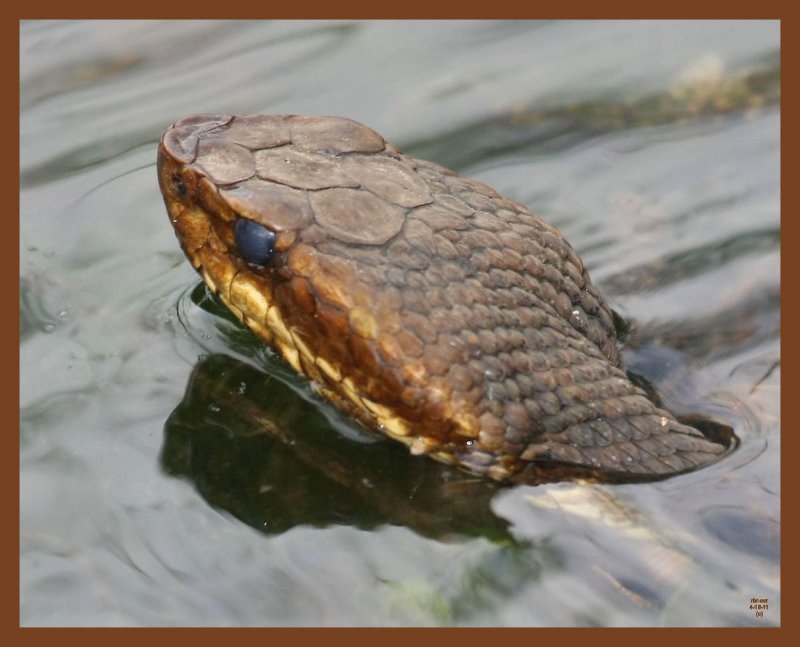 cottonmouth-4-19-11-390b.JPG
