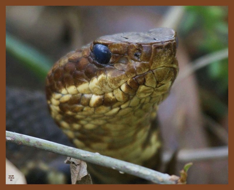 cottonmouth-4-19-11-385b.JPG