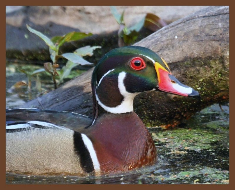 wood duck-4-10-11-597b.JPG