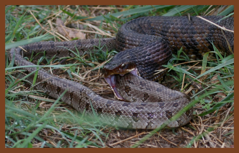 cottonmouth-prairie kingsnake-4-24-11-026c2b.JPG