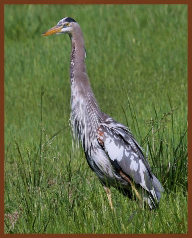 great blue heron-5-5-11-743c1b.JPG
