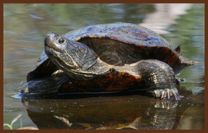 red-eared slider-5-5-11-805c2b.JPG