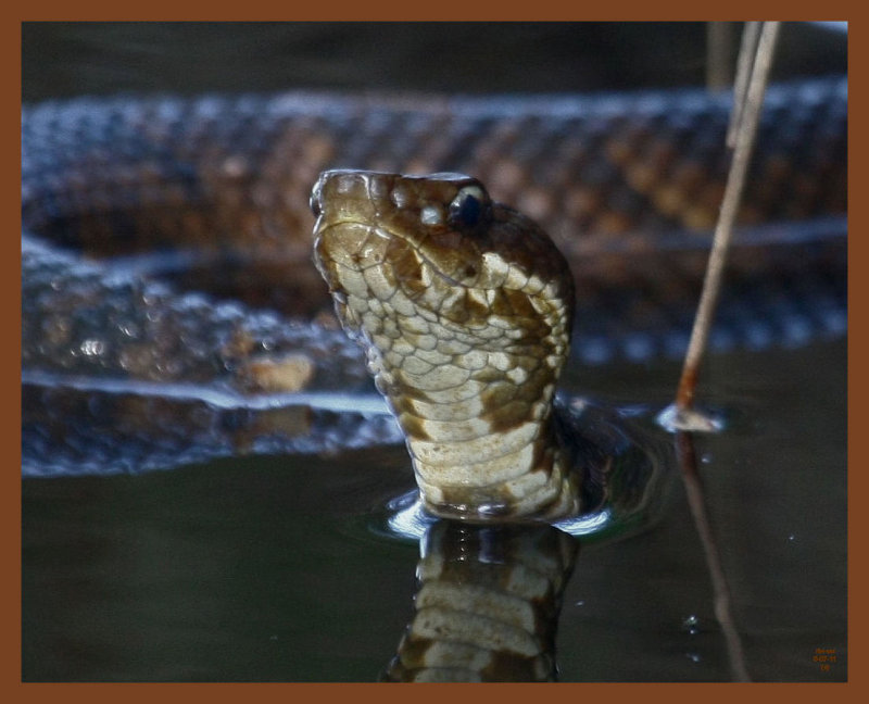 cottonmouth-5-7-11-075b.JPG