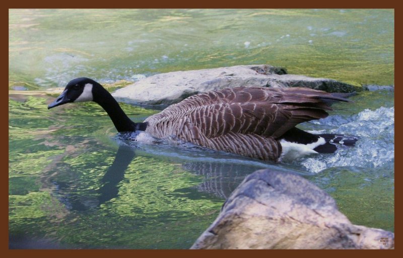 canada goose-5-12-11-007c2b.JPG