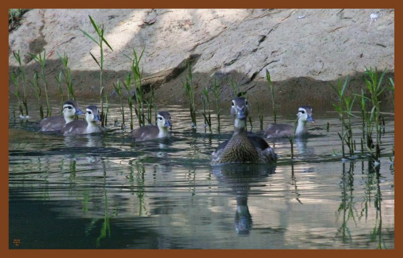 wood ducks-5-18-11-094c2b.JPG