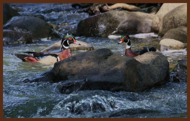 wood ducks-6-5-11-295c2b.JPG