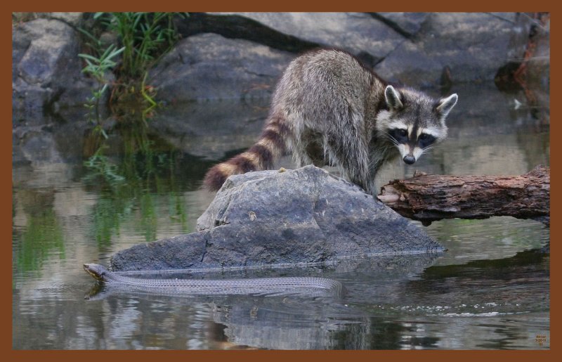 coon-cottonmouth-7-25-11-366c2b.JPG