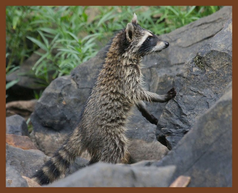 raccoon-8-21-11-050b.JPG