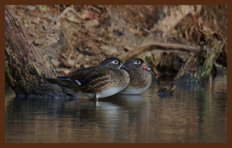 wood ducks-2-11-12-606c2b.JPG