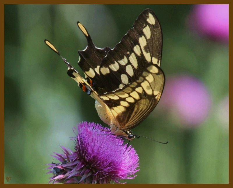 giant swallowtail-5-25-12-648b.JPG