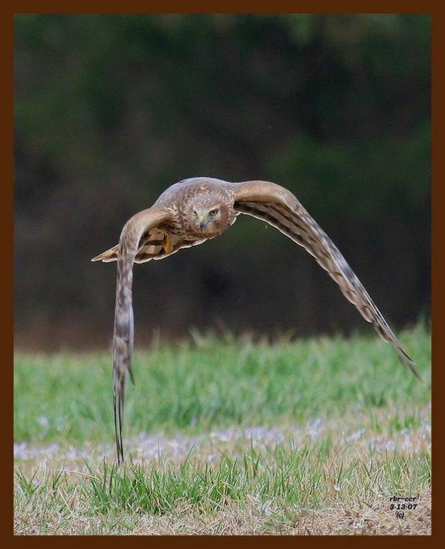 northern harrier 3-13-07-cl2b.jpg