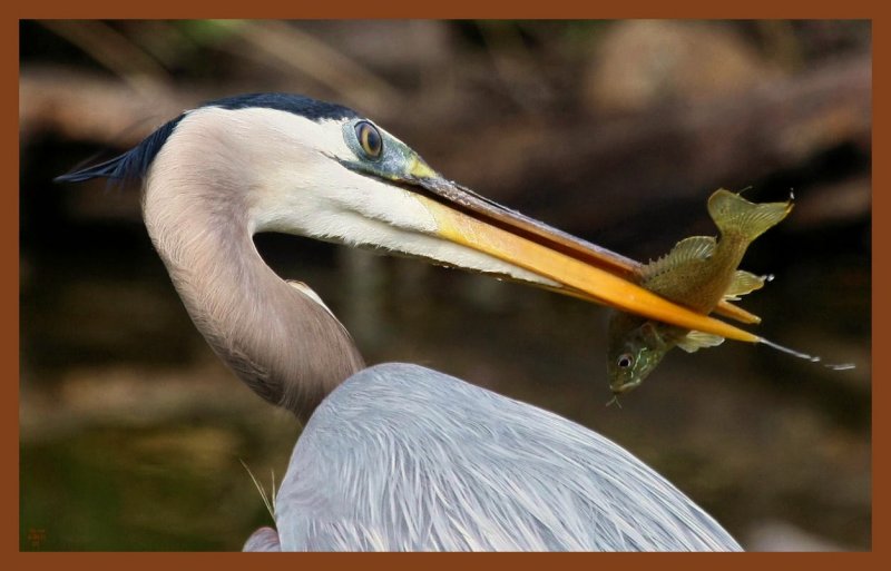 great blue heron 4-8-11-460c2b.jpg