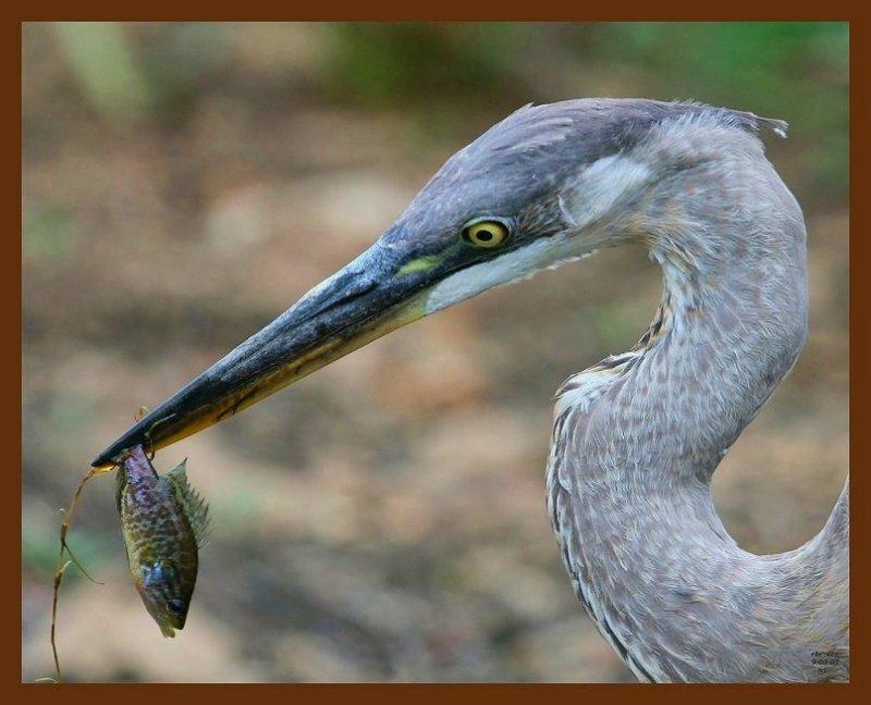 great blue heron 9-3-07-4c4b.jpg