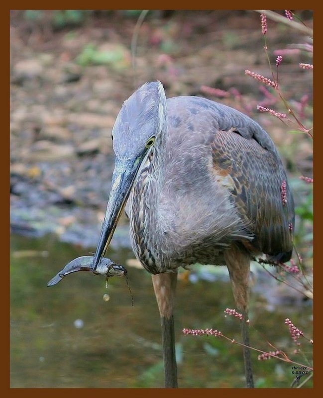 great blue heron 9-3-07-4c10b.jpg