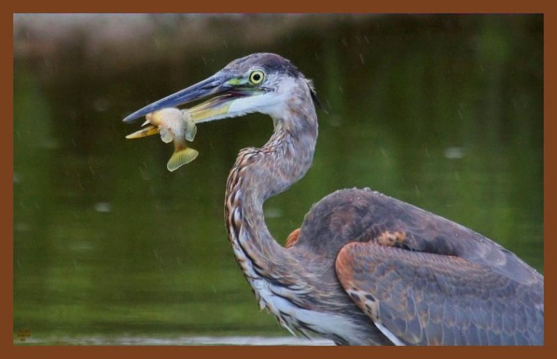 great blue heron 9-9-10-172c2b.jpg