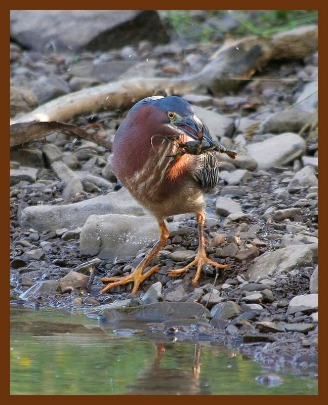 green heron 6-9-06-cl1b.jpg