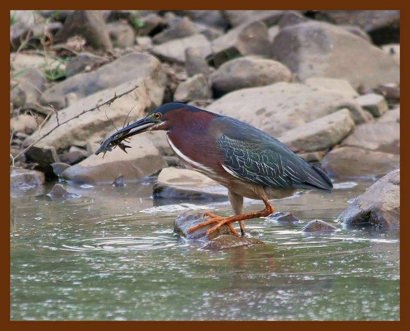 green heron 6-10-06-cl2b.jpg