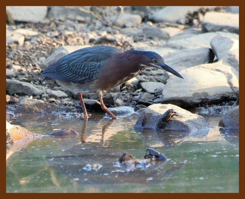 green heron 6-15-06-cl4b.jpg