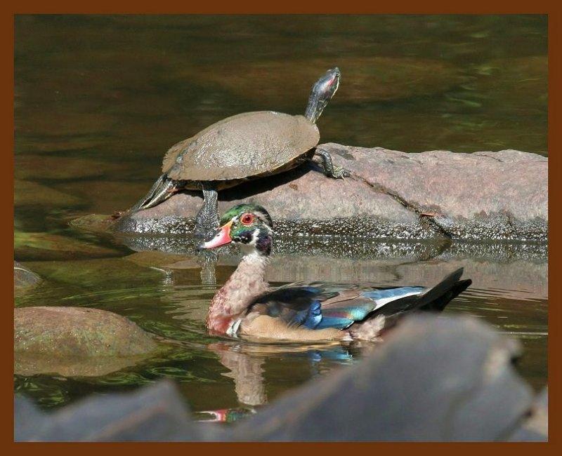 wood duck-slider 9-7-06-cl2b.jpg