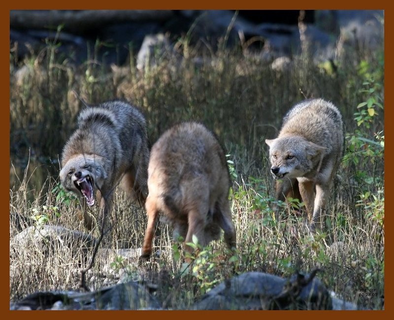 coyotes 10-28-07-4c1.jpg